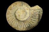 Bathonian Ammonite (Procerites) Fossil - France #152760-1